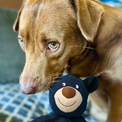 2025 New Buddy BearBite for frequent chewers🦮🐕‍🦺