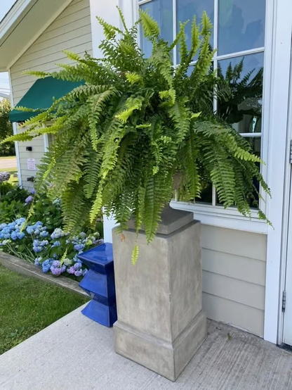🔥Last Day 75% OFF--🌿UV Resistant Lifelike Artificial Boston Fern