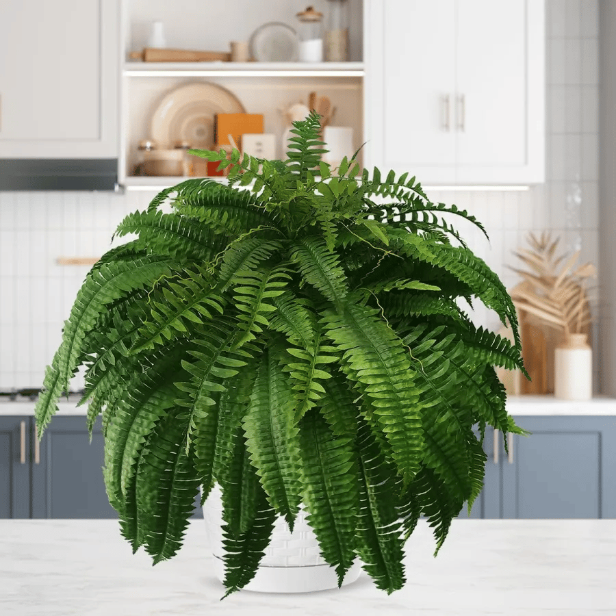 ❗❗❗Final Day! Massive 75% Discount on Sun-Defying, Hyper-Realistic Boston Ferns