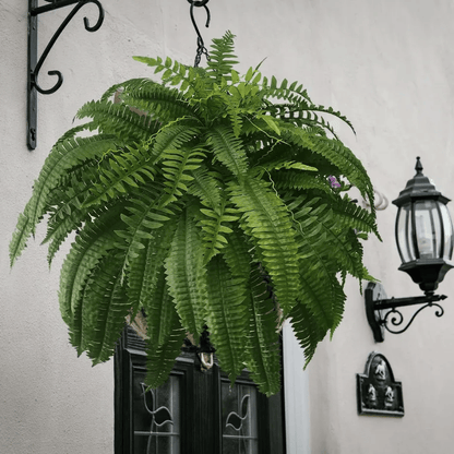 ❗❗❗Final Day! Massive 75% Discount on Sun-Defying, Hyper-Realistic Boston Ferns
