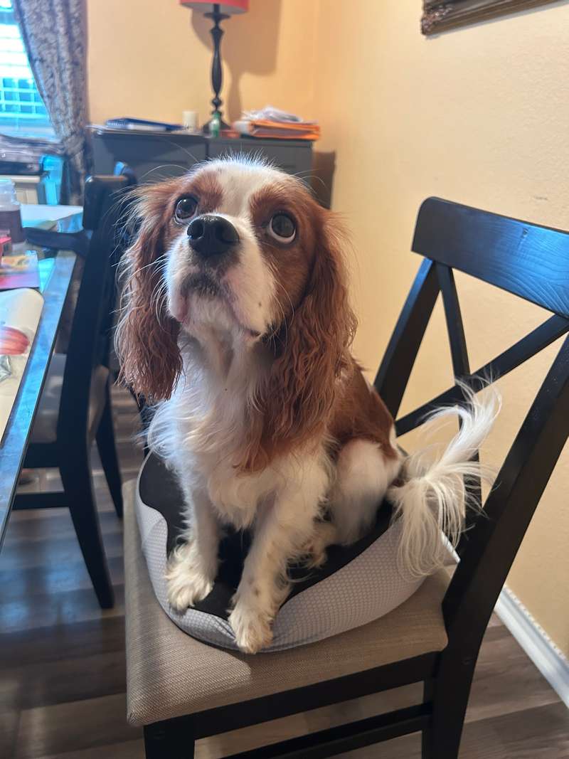 Zakdavi™ Orthopedic Ventilated Memory Foam Seat Cushion – Relieve Pressure & Sit in Comfort All Day