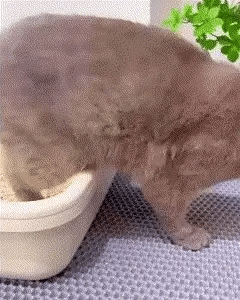 Clearance Blowout! 🚨 Negusy™ Waterproof Cat Litter Mat