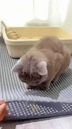 Clearance Blowout! 🚨 Negusy™ Waterproof Cat Litter Mat