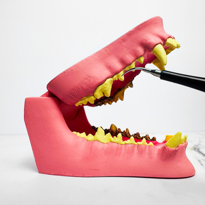 Negusy™ Pet Ultrasonic Toothbrush – Professional Tartar Removal & Fresh Breath for Dogs